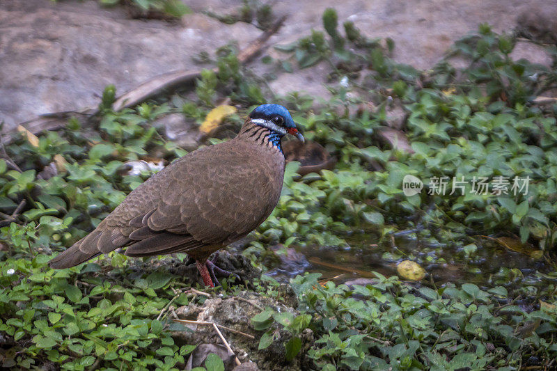 蓝头鹌鹑，(Starnoenas cyanocephala, Paloma perdiz cuba, Colombe comtete blue)。